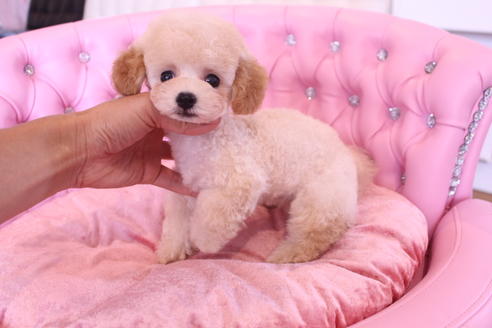 成約済の茨城県のトイプードル-54355の3枚目