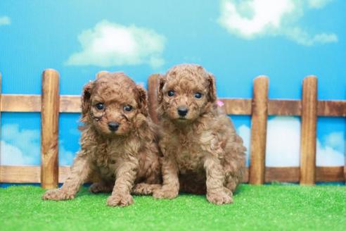 成約済の滋賀県のトイプードル-54364の3枚目