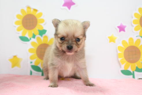 成約済の京都府のポメチワ:ポメラニアン×チワワ-54368の3枚目