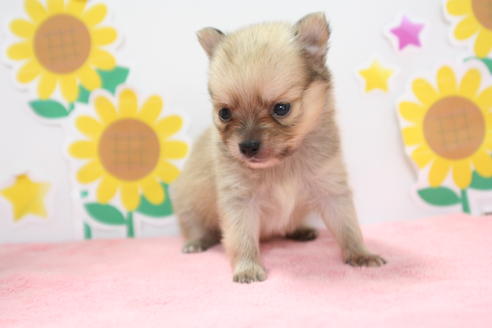 成約済の京都府のポメチワ:ポメラニアン×チワワ-54368の2枚目