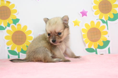 成約済の京都府のポメチワ:ポメラニアン×チワワ-54368の1枚目