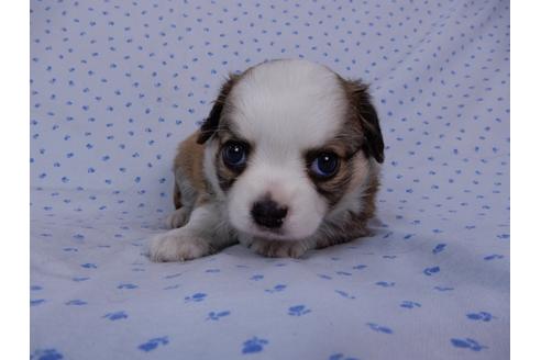 成約済の千葉県のチワワ(ロングコート)-54397の4枚目