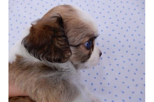 成約済の千葉県のチワワ(ロングコート)-54397の3枚目