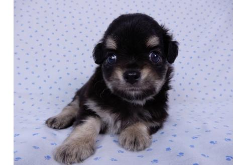 成約済の千葉県のチワワ(ロングコート)-54400の3枚目