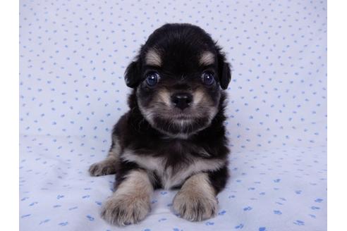 成約済の千葉県のチワワ(ロングコート)-54400の2枚目