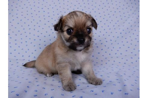 成約済の千葉県のチワワ(ロングコート)-54401の5枚目