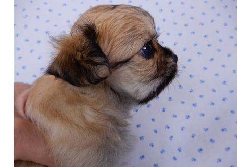 成約済の千葉県のチワワ(ロングコート)-54401の4枚目