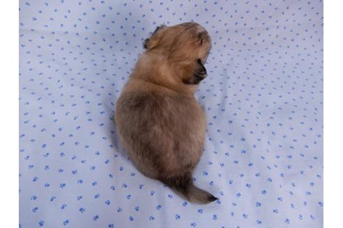 成約済の千葉県のチワワ(ロングコート)-54401の3枚目