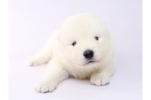 成約済の栃木県のサモエド-54418の3枚目