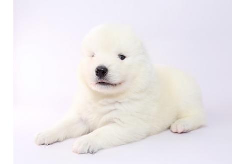 成約済の栃木県のサモエド-54418の1枚目