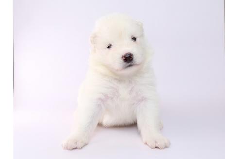 成約済の栃木県のサモエド-54420の3枚目