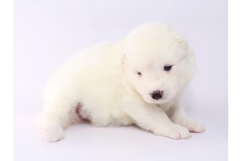 成約済の栃木県のサモエド-54420の2枚目