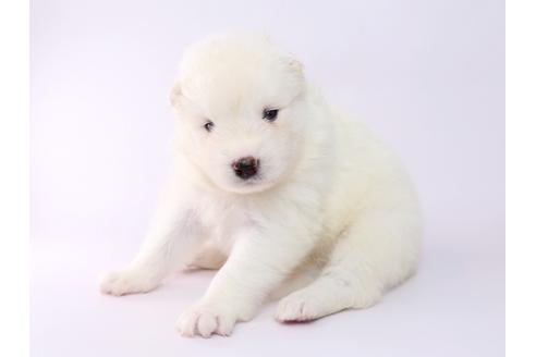 成約済の栃木県のサモエド-54420の1枚目