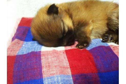 成約済の栃木県のポメラニアン-54451の1枚目