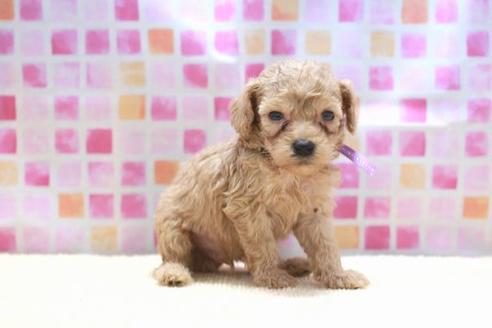 成約済の滋賀県のトイプードル-53659の4枚目