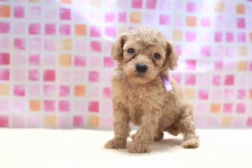 成約済の滋賀県のトイプードル-53659の3枚目