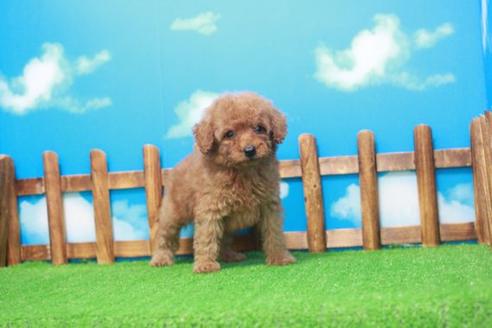 成約済の滋賀県のトイプードル-53663の4枚目