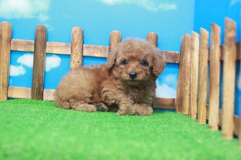 成約済の滋賀県のトイプードル-53663の3枚目