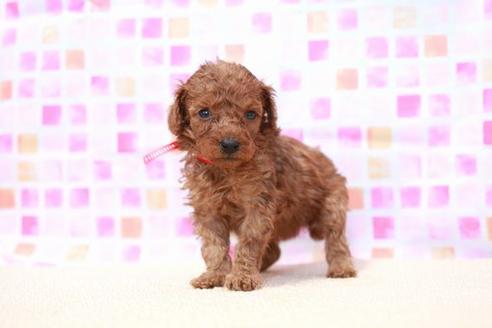 成約済の滋賀県のトイプードル-53663の1枚目