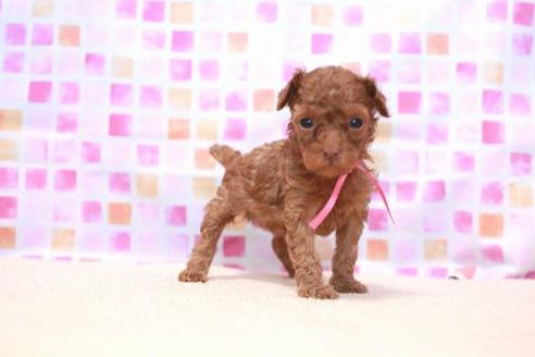 成約済の滋賀県のトイプードル-53664の4枚目