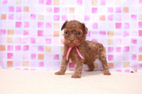 成約済の滋賀県のトイプードル-53664の3枚目