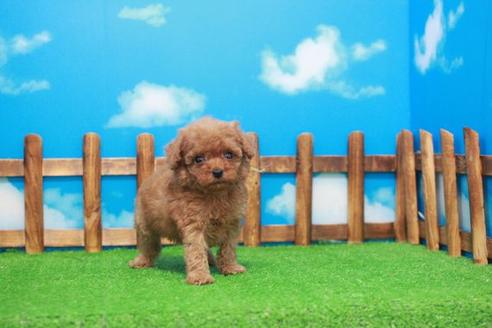 成約済の滋賀県のトイプードル-53665の4枚目