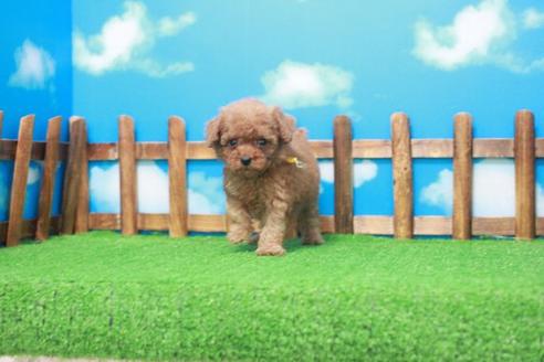 成約済の滋賀県のトイプードル-53665の3枚目