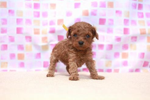 成約済の滋賀県のトイプードル-53665の2枚目