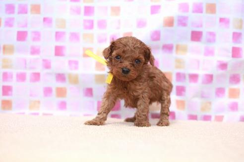 成約済の滋賀県のトイプードル-53665の1枚目