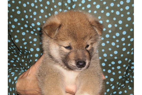 成約済の三重県の柴犬-53950の1枚目