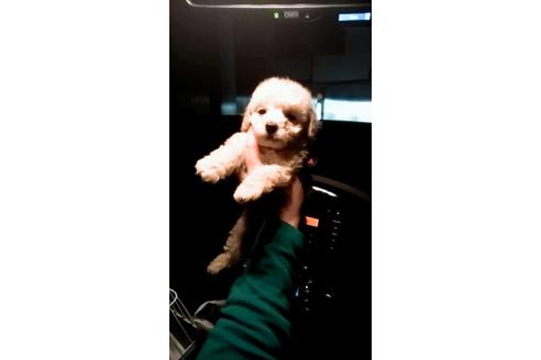成約済の山口県のタイニープードル-54457の1枚目