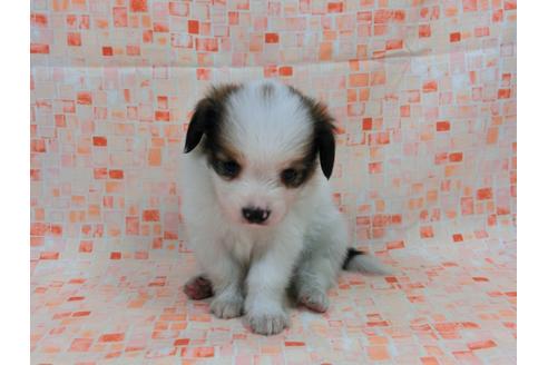 成約済の千葉県のパピヨン-54495の4枚目