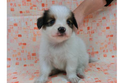 成約済の千葉県のパピヨン-54495の3枚目