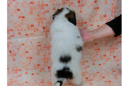 成約済の千葉県のパピヨン-54495の2枚目