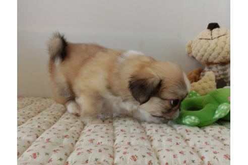 成約済の栃木県のミックス犬-54200の5枚目