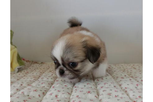 成約済の栃木県のミックス犬-54200の4枚目