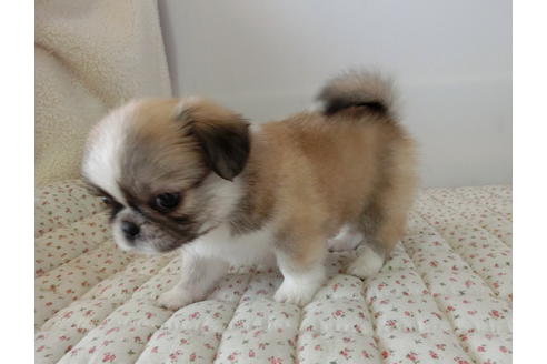 成約済の栃木県のミックス犬-54200の3枚目
