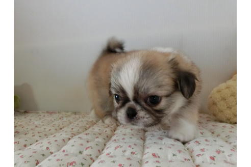 成約済の栃木県のミックス犬-54200の2枚目