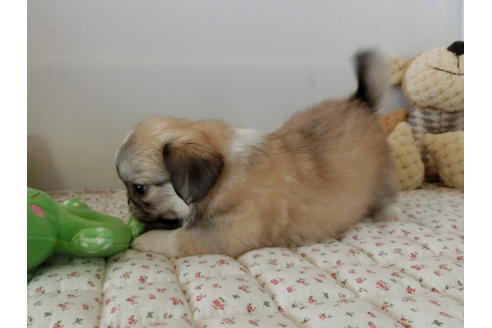 成約済の栃木県のミックス犬-54200の1枚目