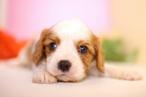 成約済の愛知県のキャバリアキングチャールズスパニエル-53771の1枚目