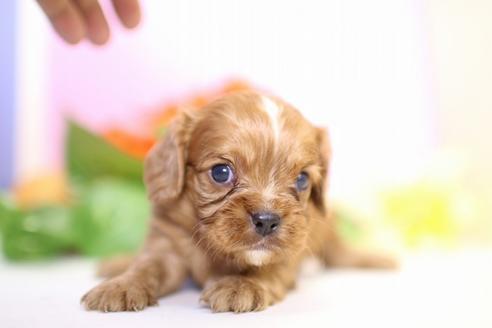 成約済の愛知県のキャバリアキングチャールズスパニエル-53774の2枚目
