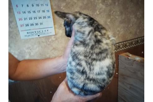 成約済の山口県のフレンチブルドッグ-52661の1枚目