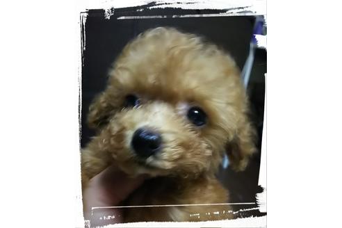 成約済の香川県のティーカッププードル-52684の1枚目