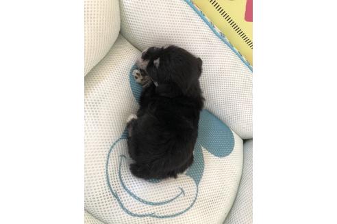 成約済の栃木県のミックス犬-54471の2枚目