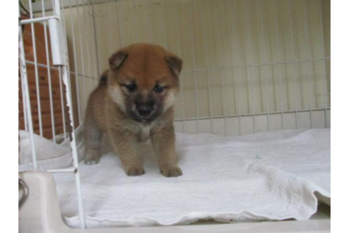 成約済の岡山県の柴犬-54643の2枚目