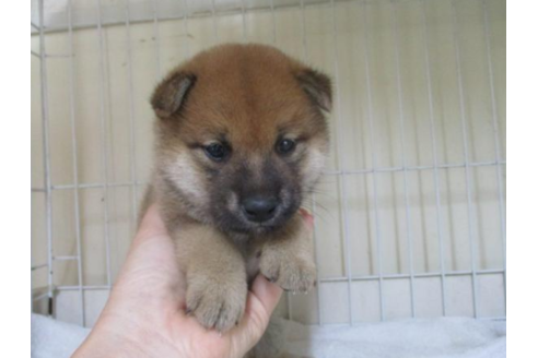 成約済の岡山県の柴犬-54643の1枚目