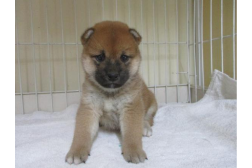 成約済の岡山県の柴犬-54644の2枚目