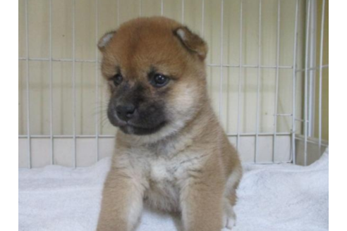 成約済の岡山県の柴犬-54644の1枚目