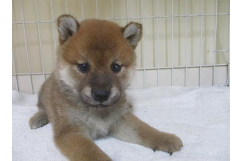 成約済の岡山県の柴犬-54645の2枚目