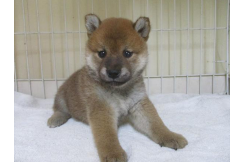 成約済の岡山県の柴犬-54645の1枚目